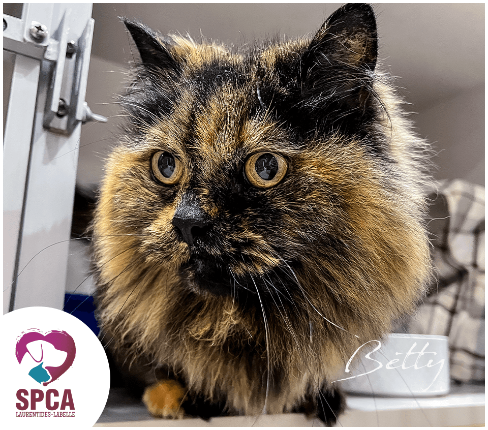 Betty - Domestic Shorthair cat available for adoption at SPCA Laurentides-Labelle in Montreal