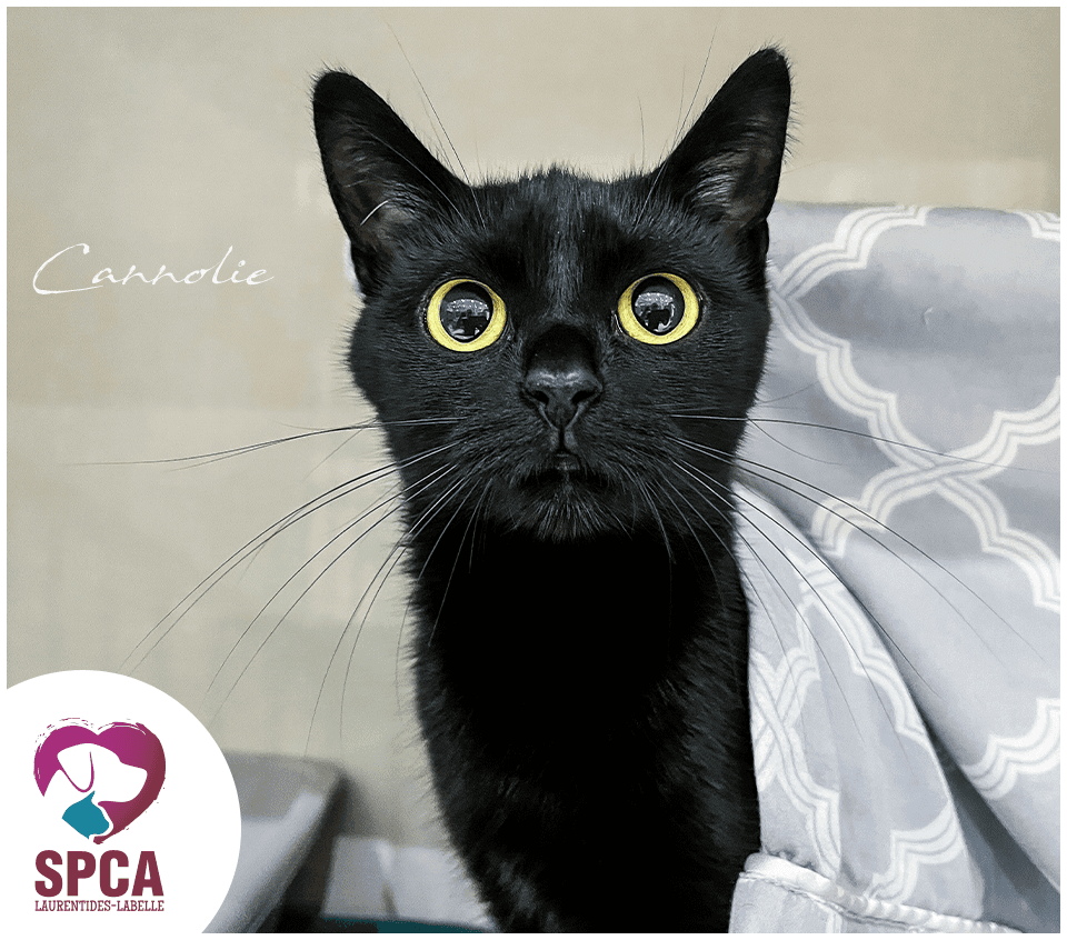 Cannolie - Domestic Shorthair cat available for adoption at SPCA Laurentides-Labelle in Montreal
