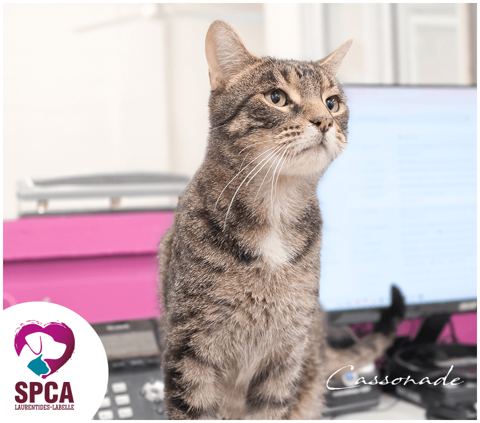 Cassonade - Domestic Shorthair cat available for adoption at SPCA Laurentides-Labelle in Montreal
