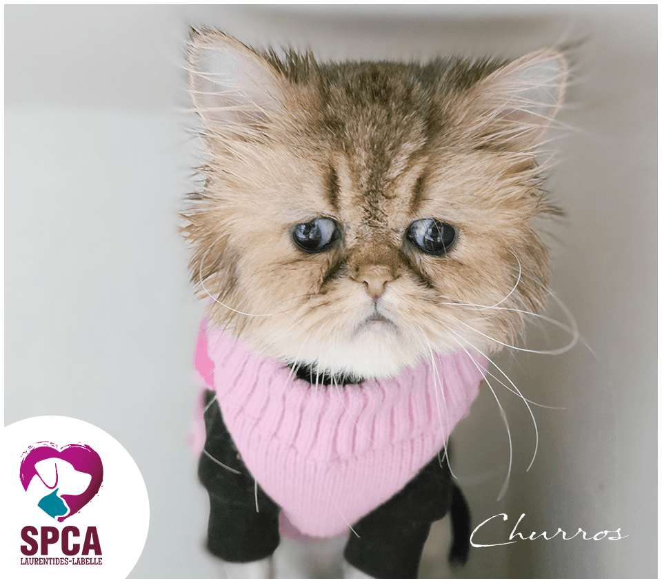 Churros - Himalayen X cat available for adoption in Quebec