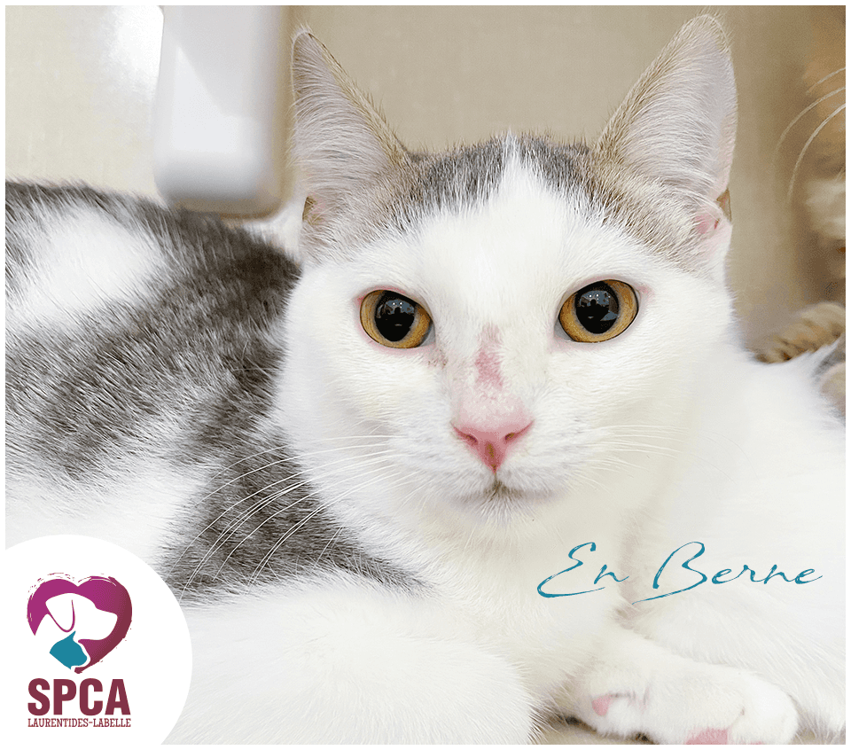 En Berne - Domestic Shorthair cat available for adoption at SPCA Laurentides-Labelle in Montreal