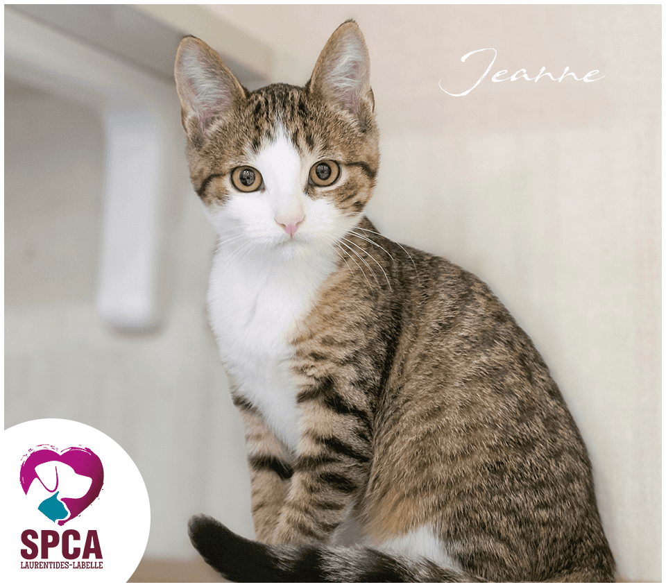 Jeanne - Domestic Shorthair cat available for adoption at SPCA Laurentides-Labelle in Montreal