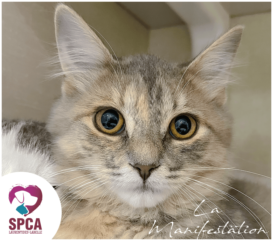 La Manifestation - Domestic Shorthair available for adoption