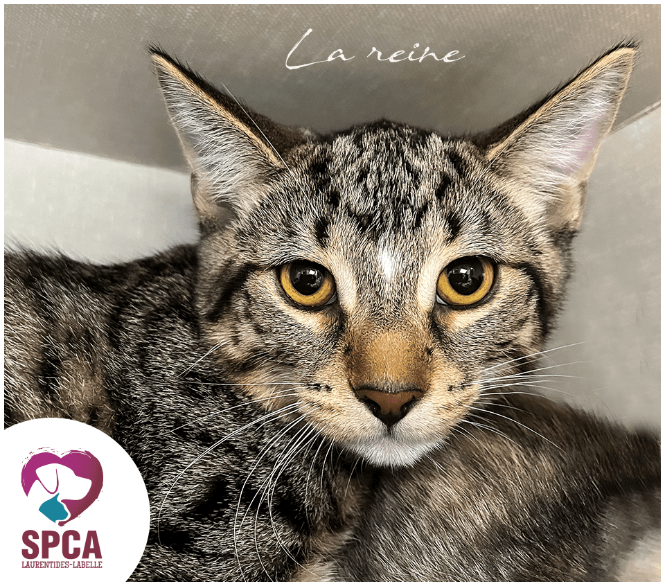 La Reine Male - Domestic Shorthair cat available for adoption at SPCA Laurentides-Labelle in Montreal