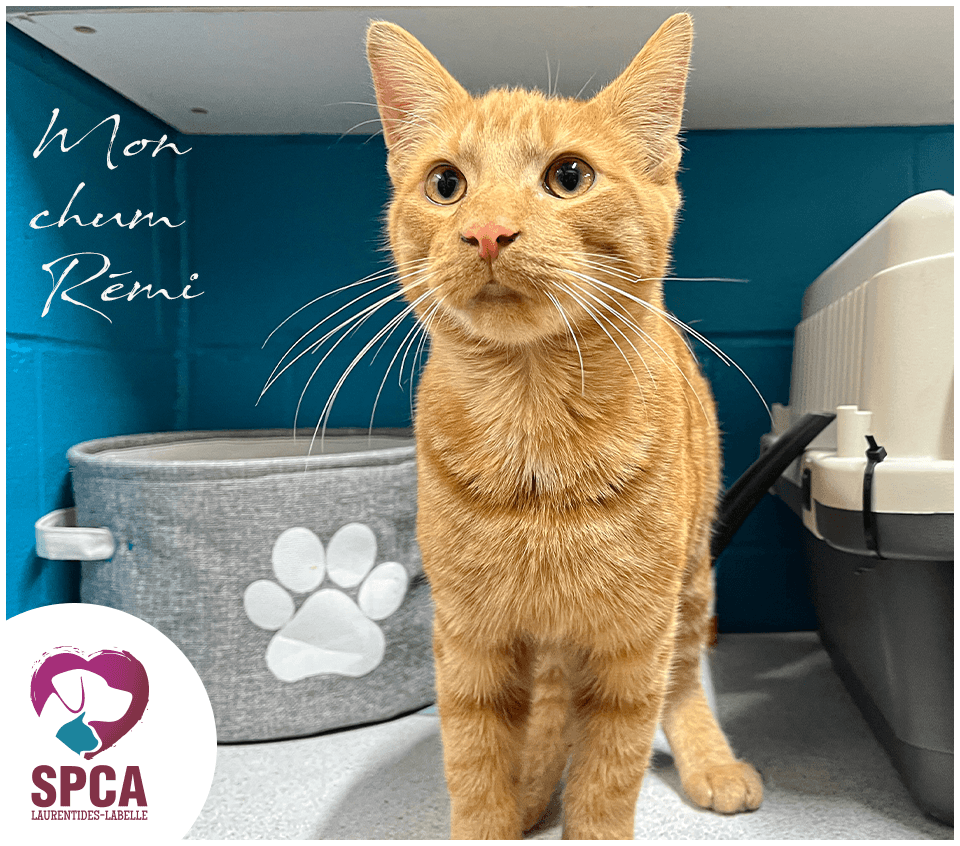 Mon Chum Remi - Domestic Shorthair cat available for adoption at SPCA Laurentides-Labelle in Montreal