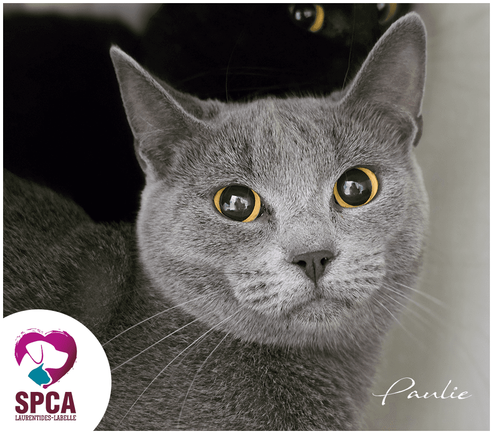 Paulie - Domestic Shorthair cat available for adoption in Quebec