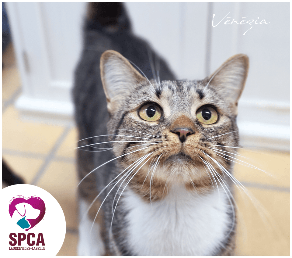 Venezia - Domestic Shorthair cat available for adoption at SPCA Laurentides-Labelle in Montreal