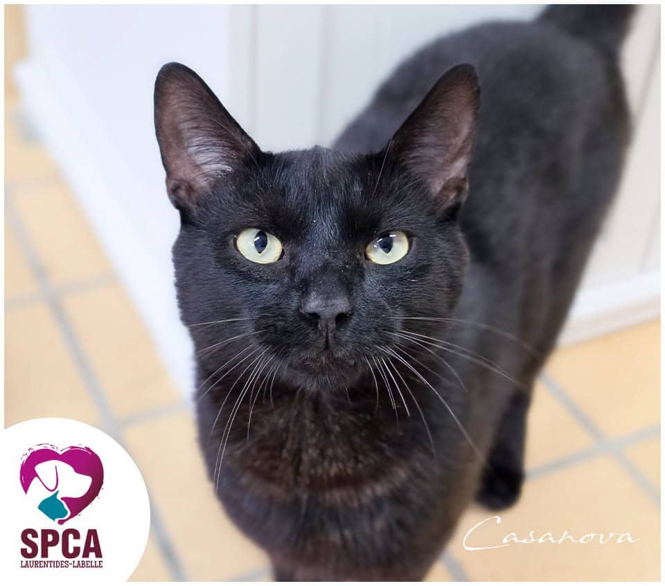 Casanova - Domestic Shorthair cat available for adoption at SPCA Laurentides-Labelle in Montreal