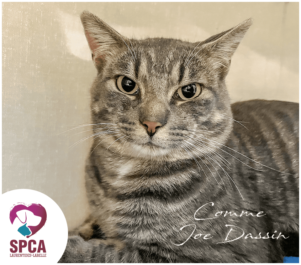 « Comme Joe Dassin » - Domestic Shorthair cat available for adoption at SPCA Laurentides-Labelle in Montreal