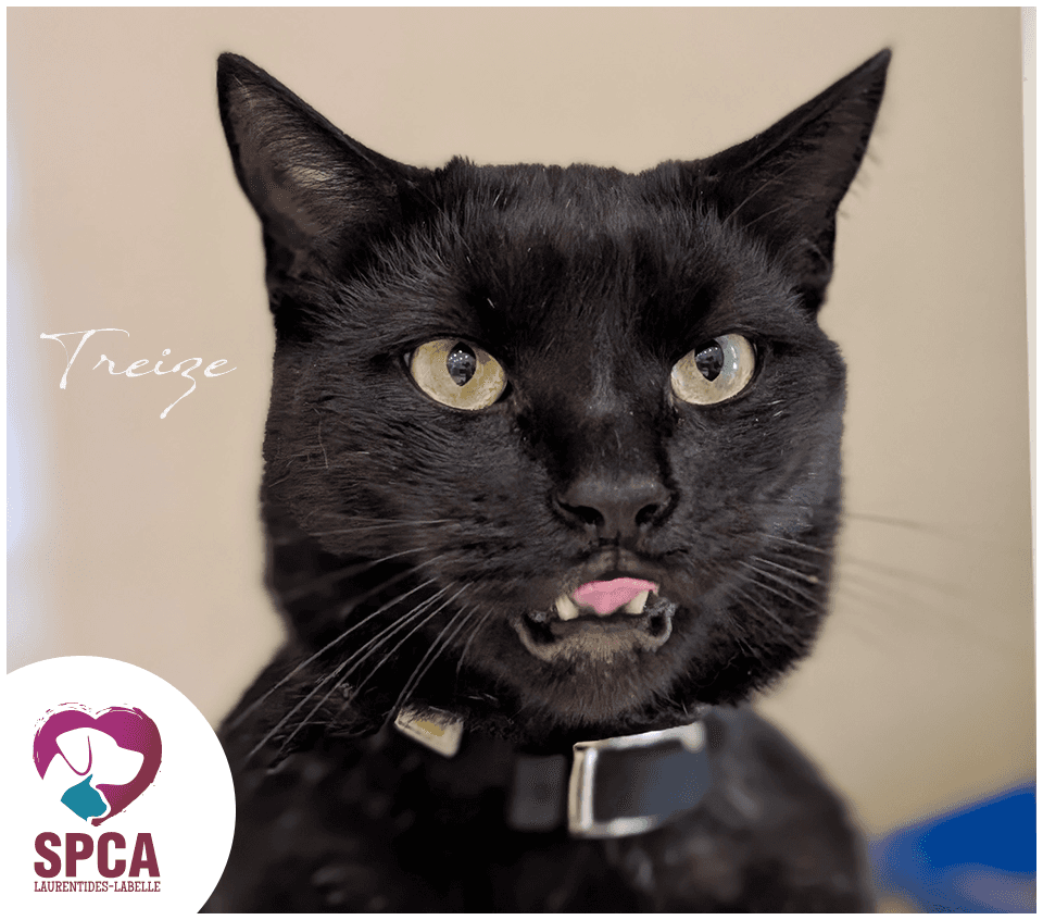 Treize - Domestic Shorthair cat available for adoption at SPCA Laurentides-Labelle in Montreal