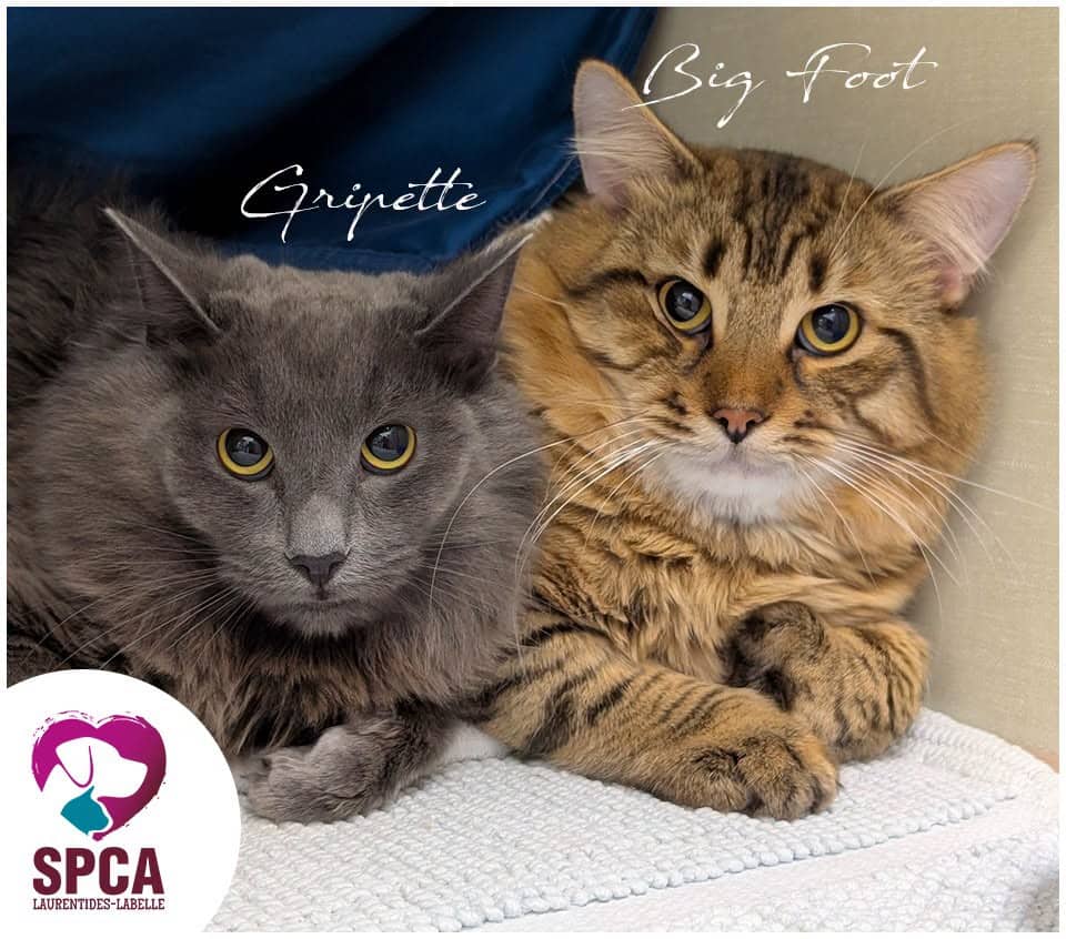 Gripette Et Big Foot - Domestic Shorthair cat available for adoption at SPCA Laurentides-Labelle in Montreal