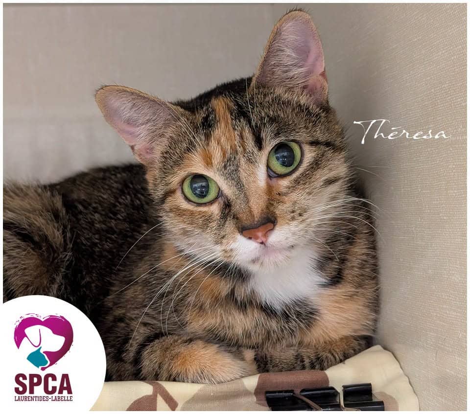 Theresa - Domestic Shorthair cat available for adoption at SPCA Laurentides-Labelle in Montreal