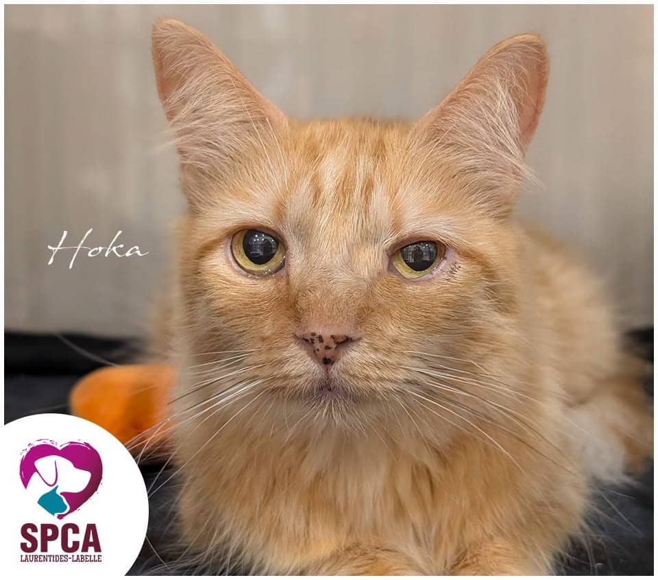 Hoka - Domestic Shorthair cat available for adoption at SPCA Laurentides-Labelle in Montreal