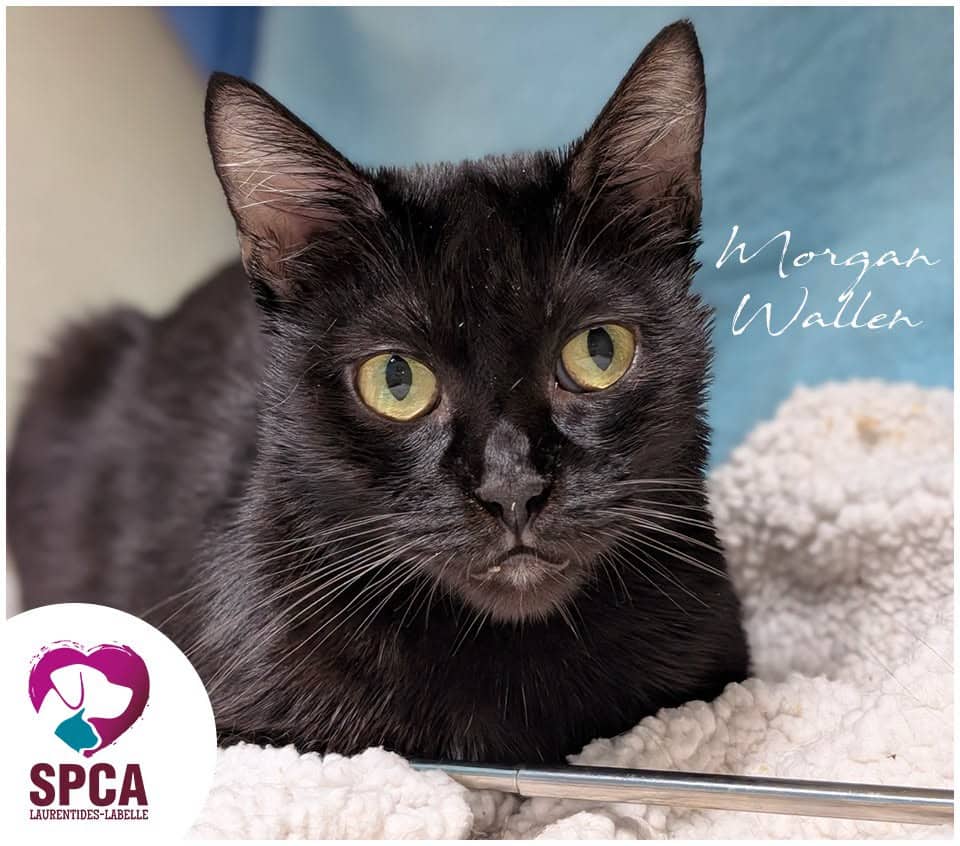 Morgan Wallen - Domestic Shorthair cat available for adoption at SPCA Laurentides-Labelle in Montreal