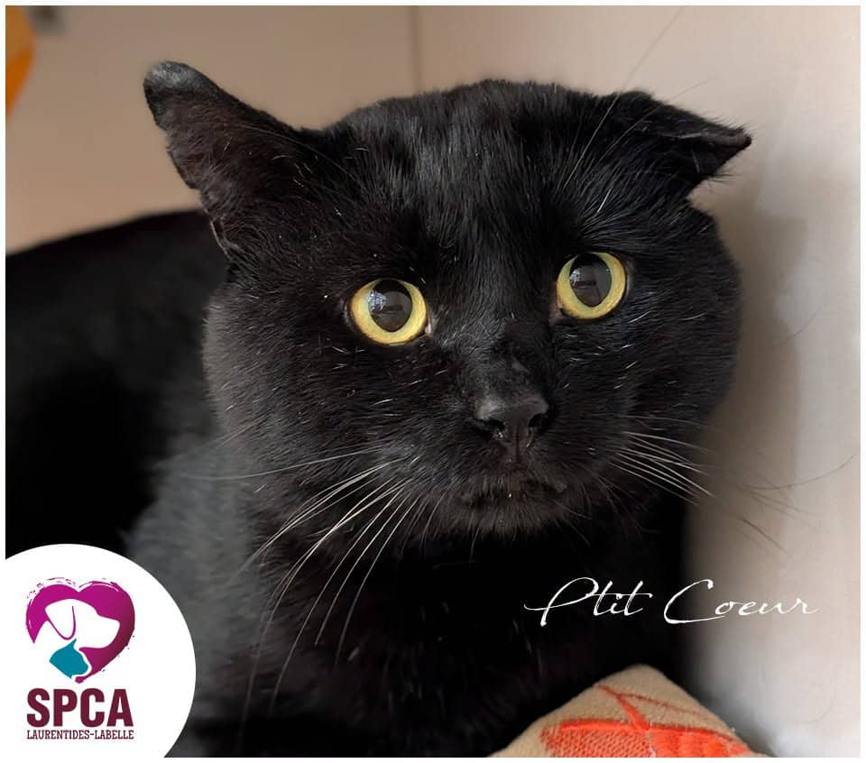 Ptit Coeur et je porte bien mon nom - Domestic Shorthair cat available for adoption at SPCA Laurentides-Labelle in Montreal