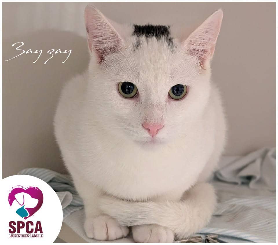 Zay Zay - Domestic Shorthair cat available for adoption at SPCA Laurentides-Labelle in Montreal