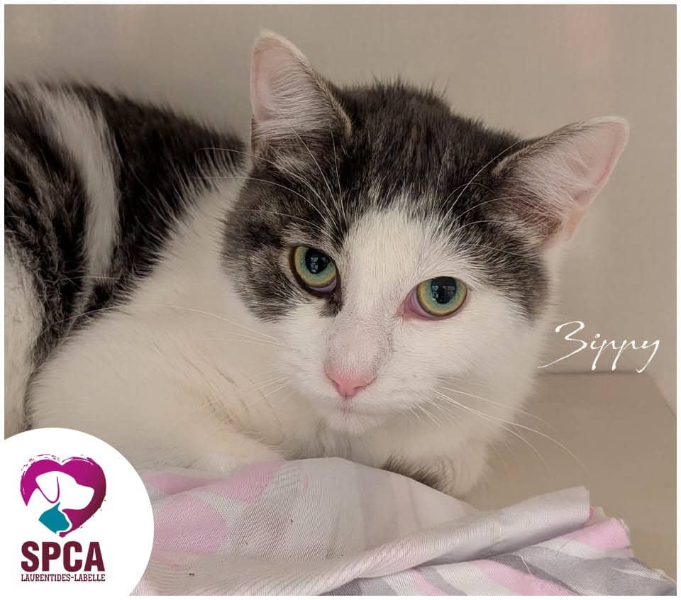 Zippy - Domestic Shorthair available for adoption
