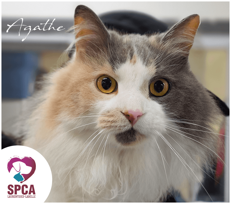 Agathe - Domestic Shorthair cat available for adoption at SPCA Laurentides-Labelle in Montreal