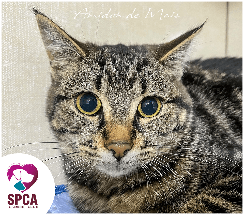 Amidon De Mais - Domestic Shorthair available for adoption