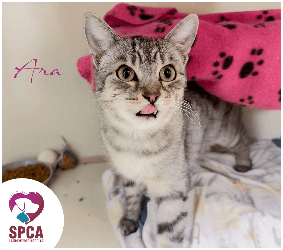 Ara - Domestic Shorthair cat available for adoption at SPCA Laurentides-Labelle in Montreal
