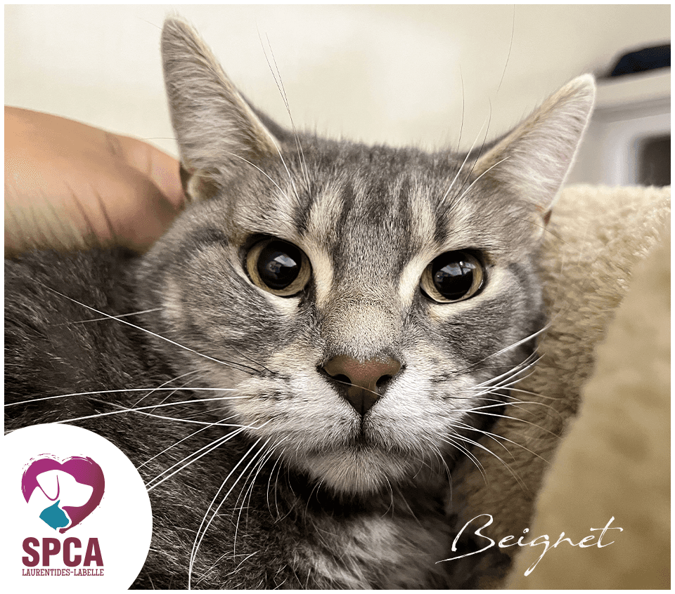 Beignet - Domestic Shorthair cat available for adoption at SPCA Laurentides-Labelle in Montreal