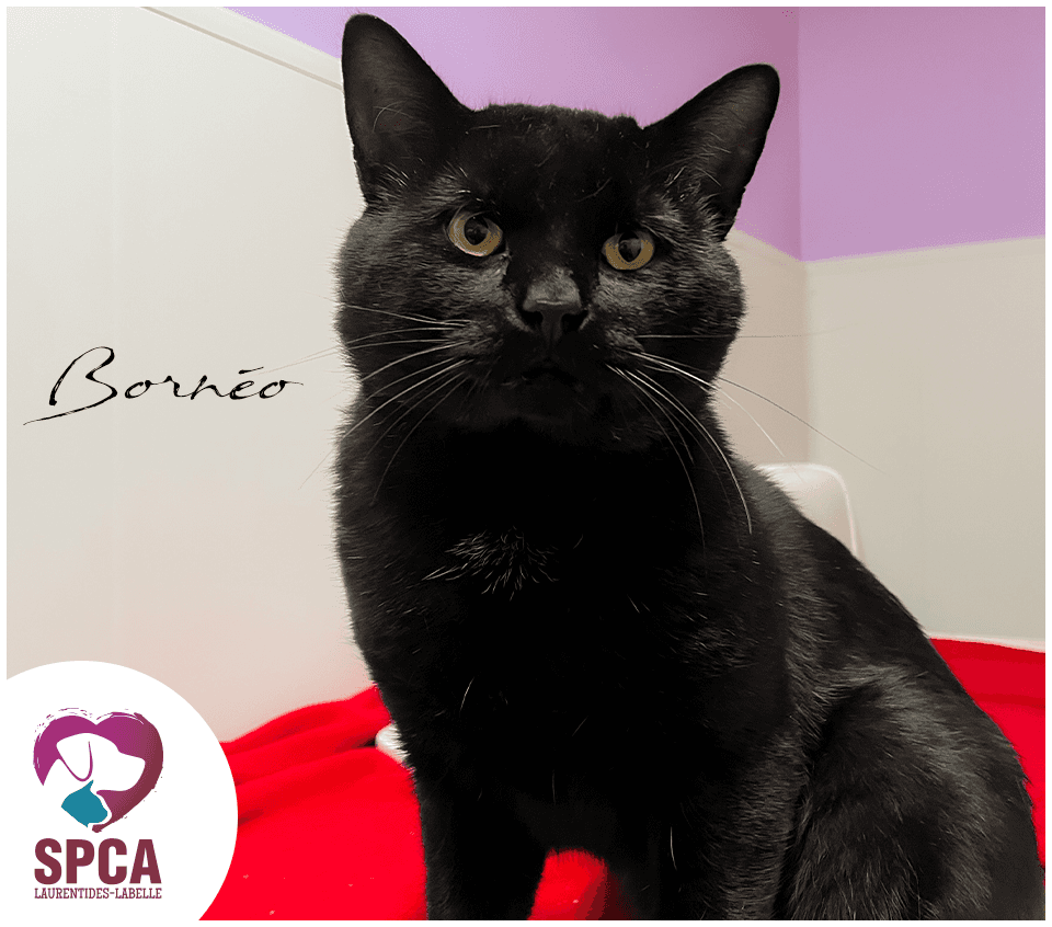 Borneo - Domestic Shorthair cat available for adoption at SPCA Laurentides-Labelle in Montreal
