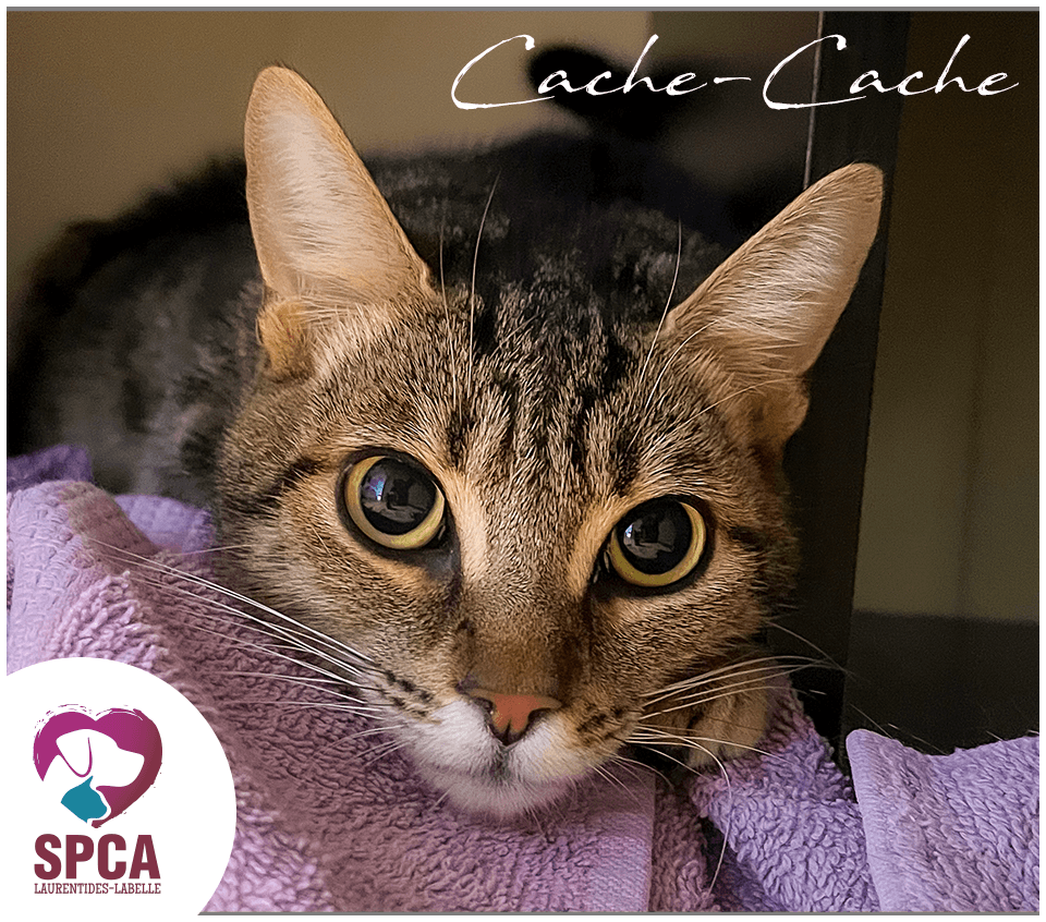 Cache Cache - Domestic Shorthair cat available for adoption at SPCA Laurentides-Labelle in Montreal
