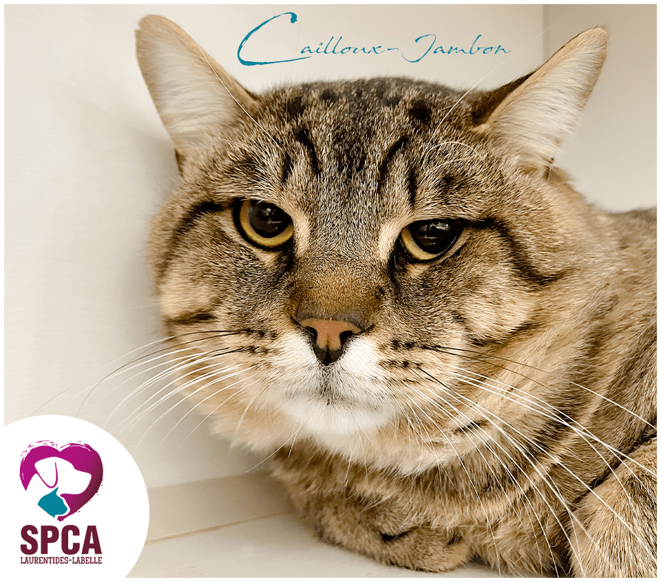 Cailloux Jambon - Domestic Shorthair cat available for adoption at SPCA Laurentides-Labelle in Montreal