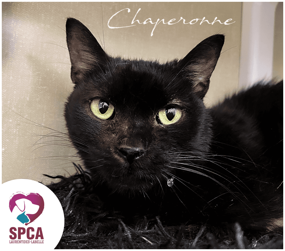 Chaperonne, Domestic Shorthair, chat à adopter au Québec