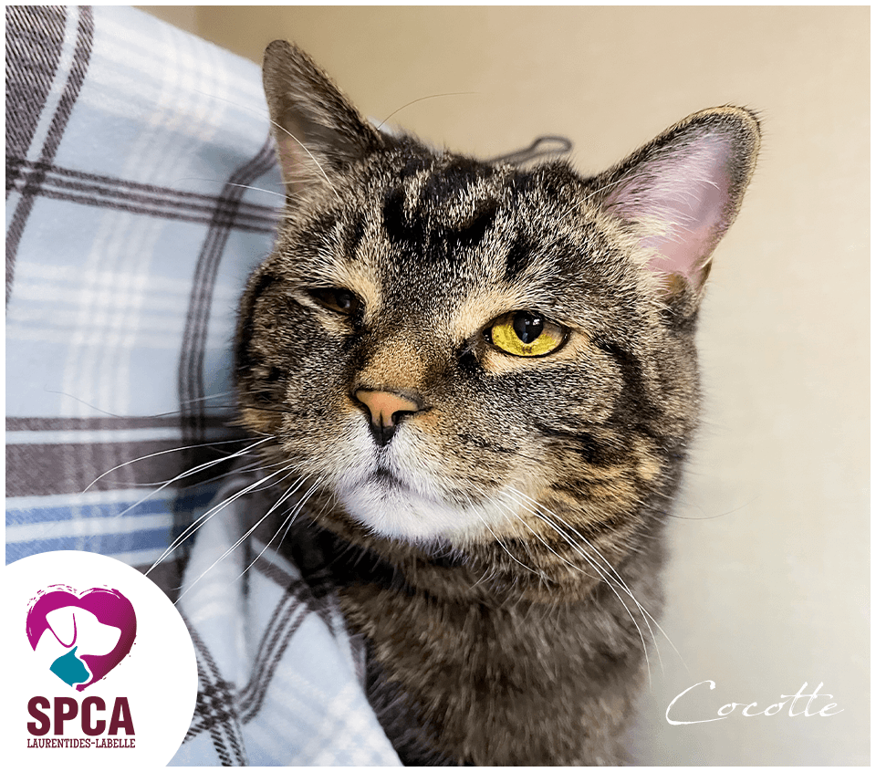 Cocotte - Domestic Shorthair cat available for adoption at SPCA Laurentides-Labelle in Montreal