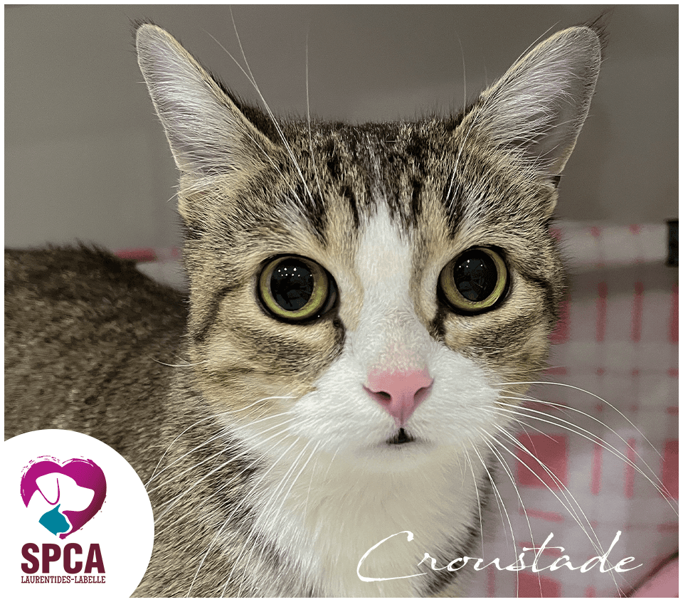 Croustade - Domestic Shorthair cat available for adoption at SPCA Laurentides-Labelle in Montreal