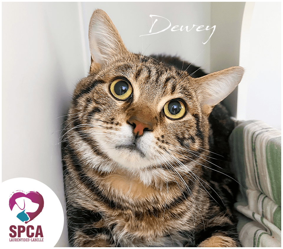 Dewey - Domestic Shorthair cat available for adoption at SPCA Laurentides-Labelle in Montreal