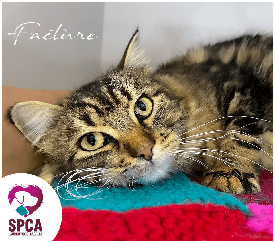 Facture - Domestic Shorthair cat available for adoption at SPCA Laurentides-Labelle in Montreal