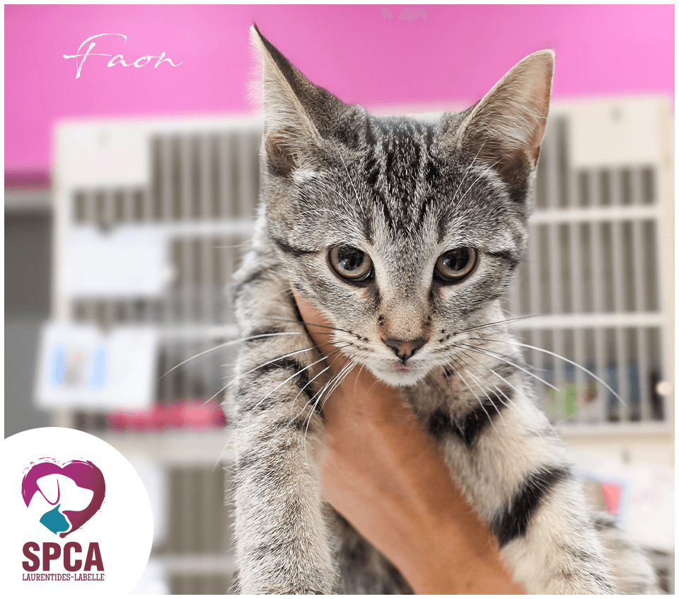 Faon - Domestic Shorthair cat available for adoption at SPCA Laurentides-Labelle in Montreal