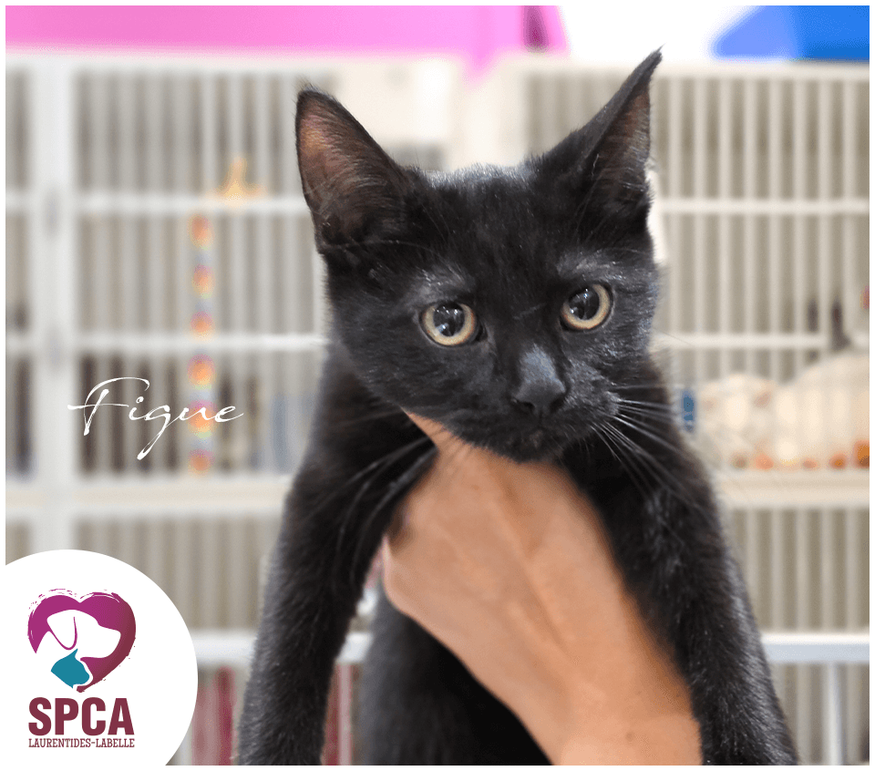 Figue - Domestic Shorthair cat available for adoption at SPCA Laurentides-Labelle in Montreal