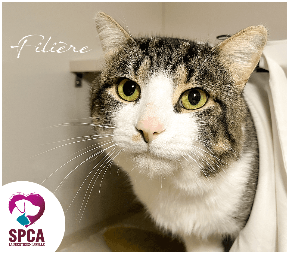 Filiere - Domestic Shorthair cat available for adoption at SPCA Laurentides-Labelle in Montreal