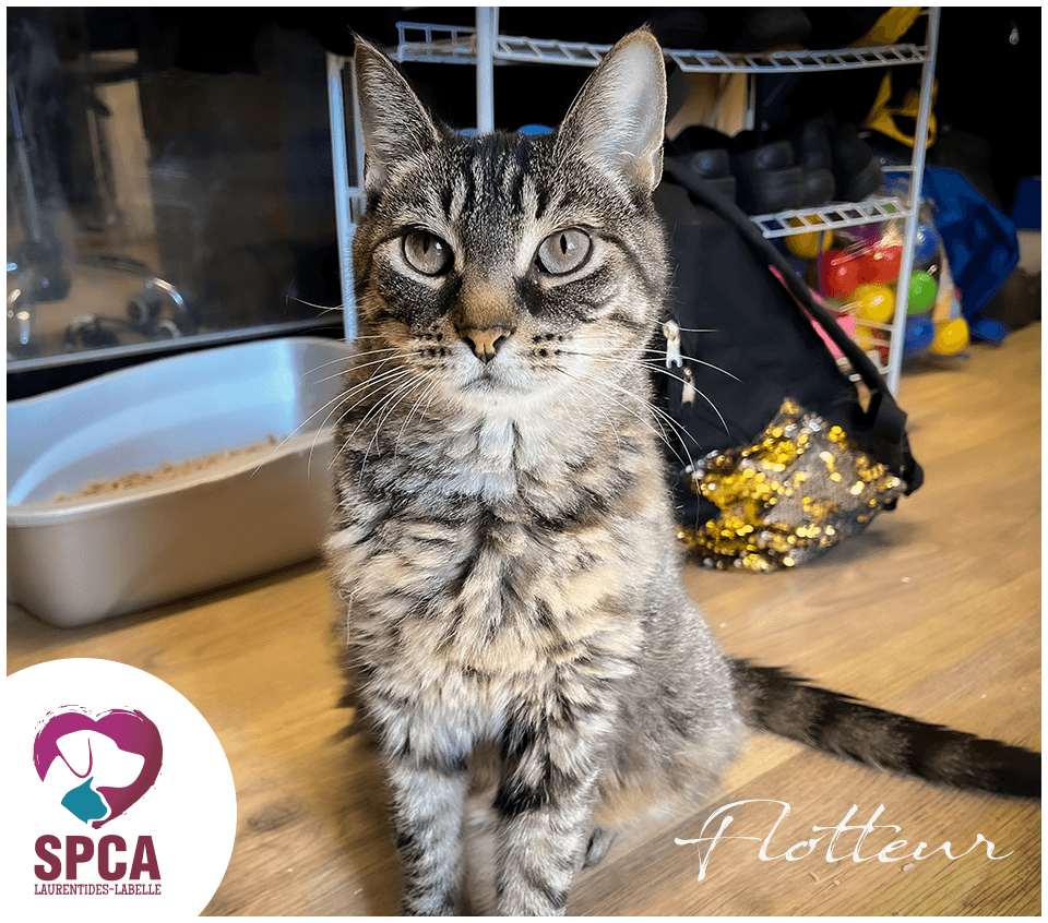 Flotteur - Domestic Shorthair cat available for adoption at SPCA Laurentides-Labelle in Montreal