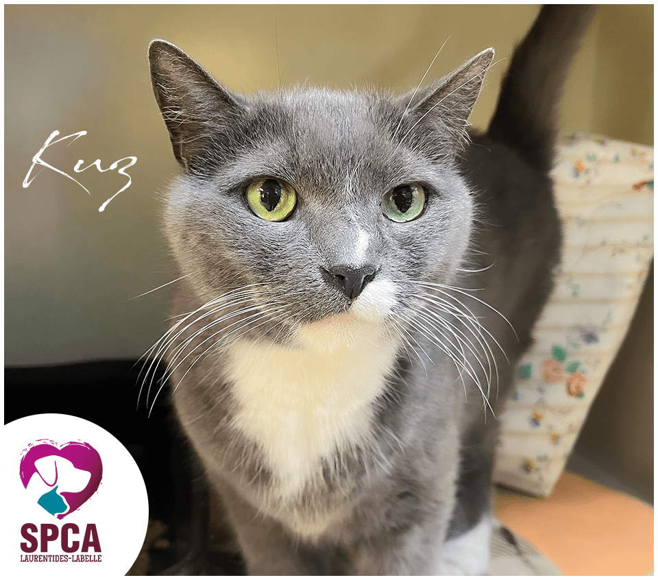 Kuz - Domestic Shorthair cat available for adoption at SPCA Laurentides-Labelle in Montreal