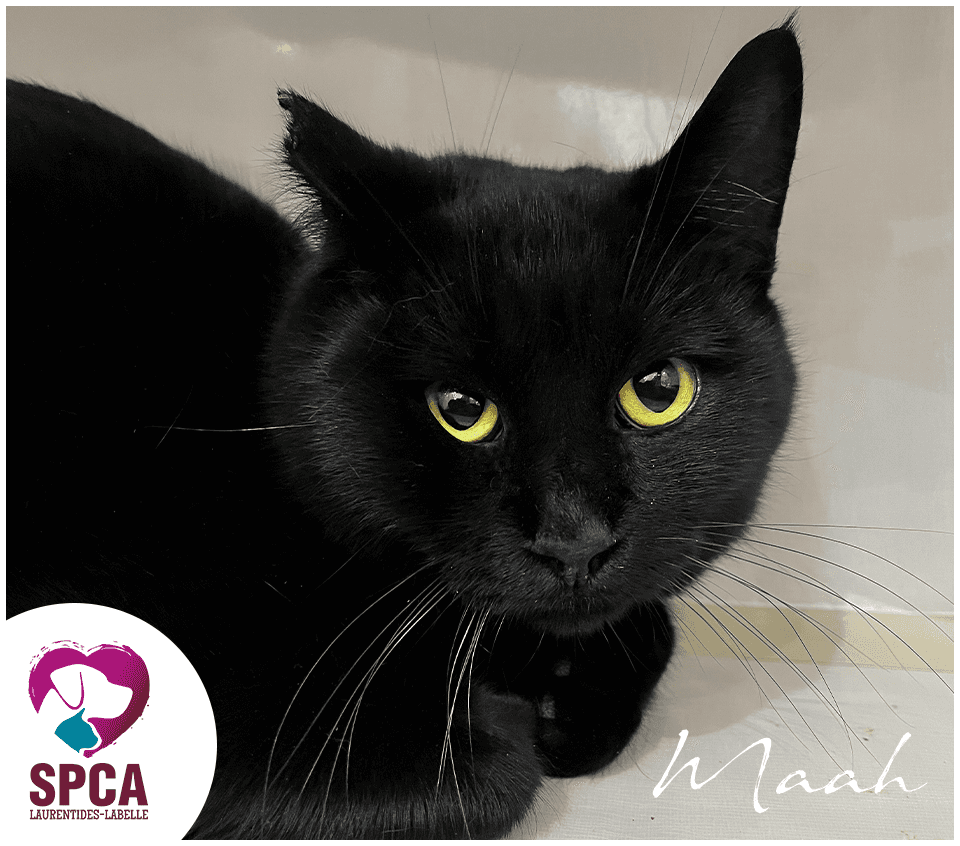 Maah - Domestic Shorthair cat available for adoption at SPCA Laurentides-Labelle in Montreal