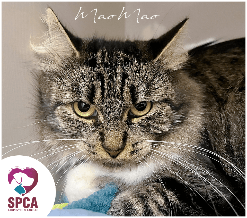 Maomao - Domestic Shorthair cat available for adoption at SPCA Laurentides-Labelle in Montreal