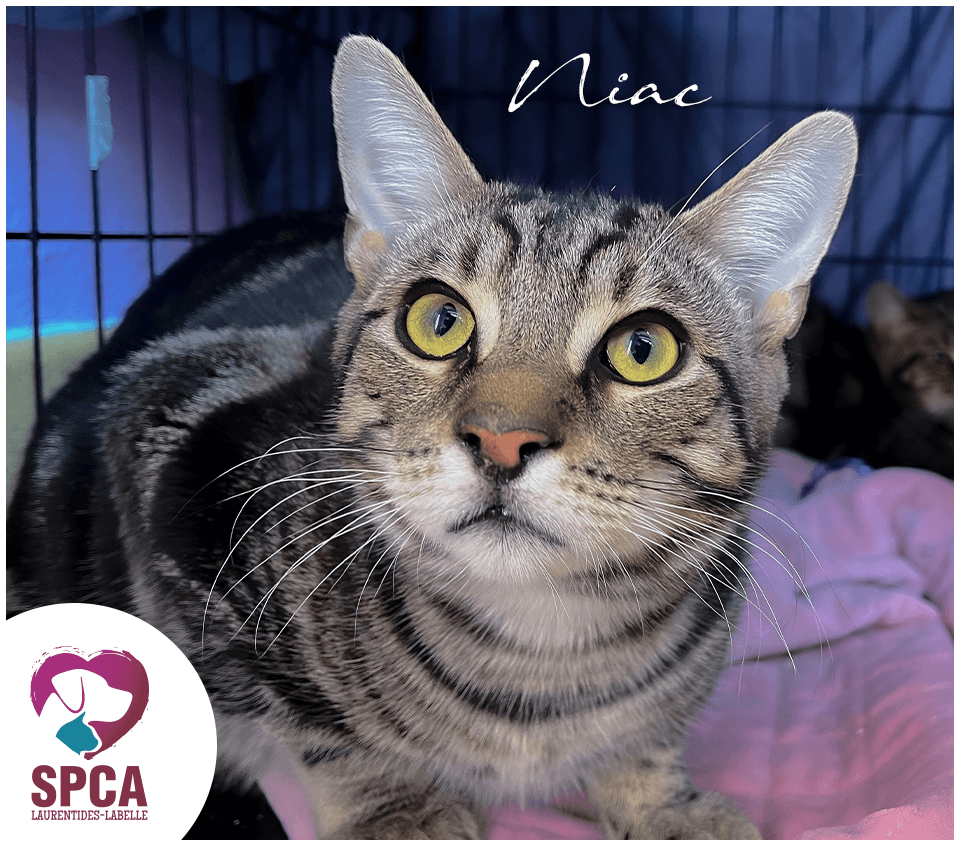 Niac - Domestic Shorthair cat available for adoption at SPCA Laurentides-Labelle in Montreal