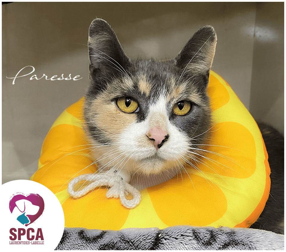 Paresse - Domestic Shorthair cat available for adoption at SPCA Laurentides-Labelle in Montreal