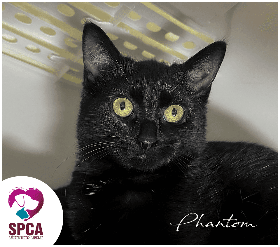 Phantom - Domestic Shorthair cat available for adoption at SPCA Laurentides-Labelle in Montreal