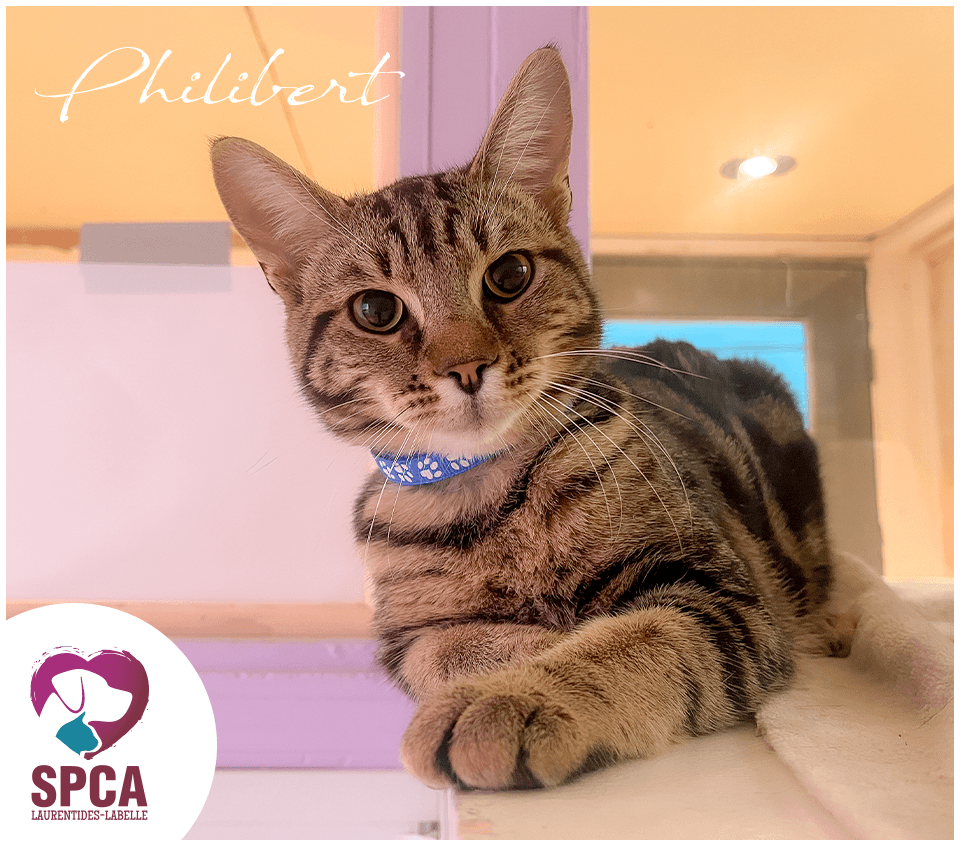 Philibert - Domestic Shorthair cat available for adoption at SPCA Laurentides-Labelle in Montreal