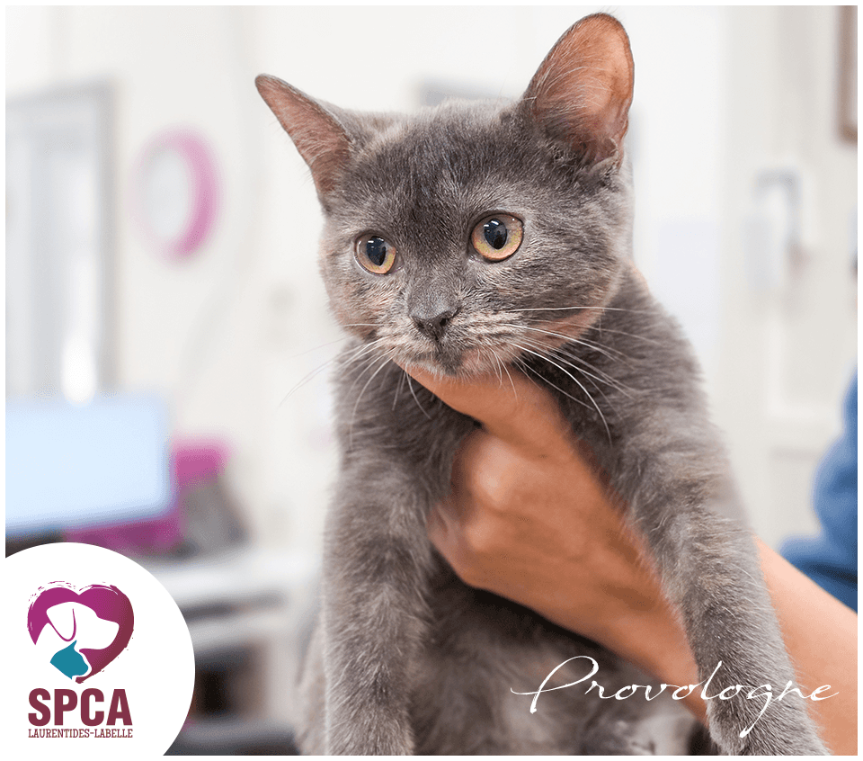 Provologne - Domestic Shorthair cat available for adoption at SPCA Laurentides-Labelle in Montreal