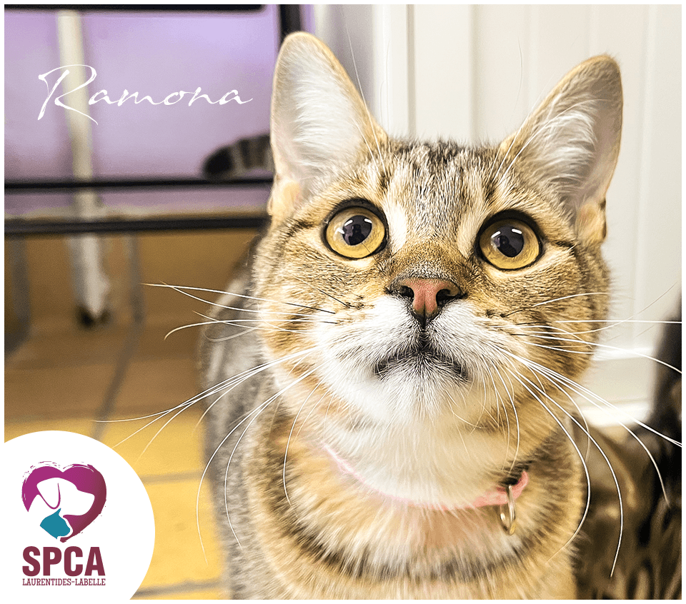 Ramona - Domestic Shorthair cat available for adoption at SPCA Laurentides-Labelle in Montreal
