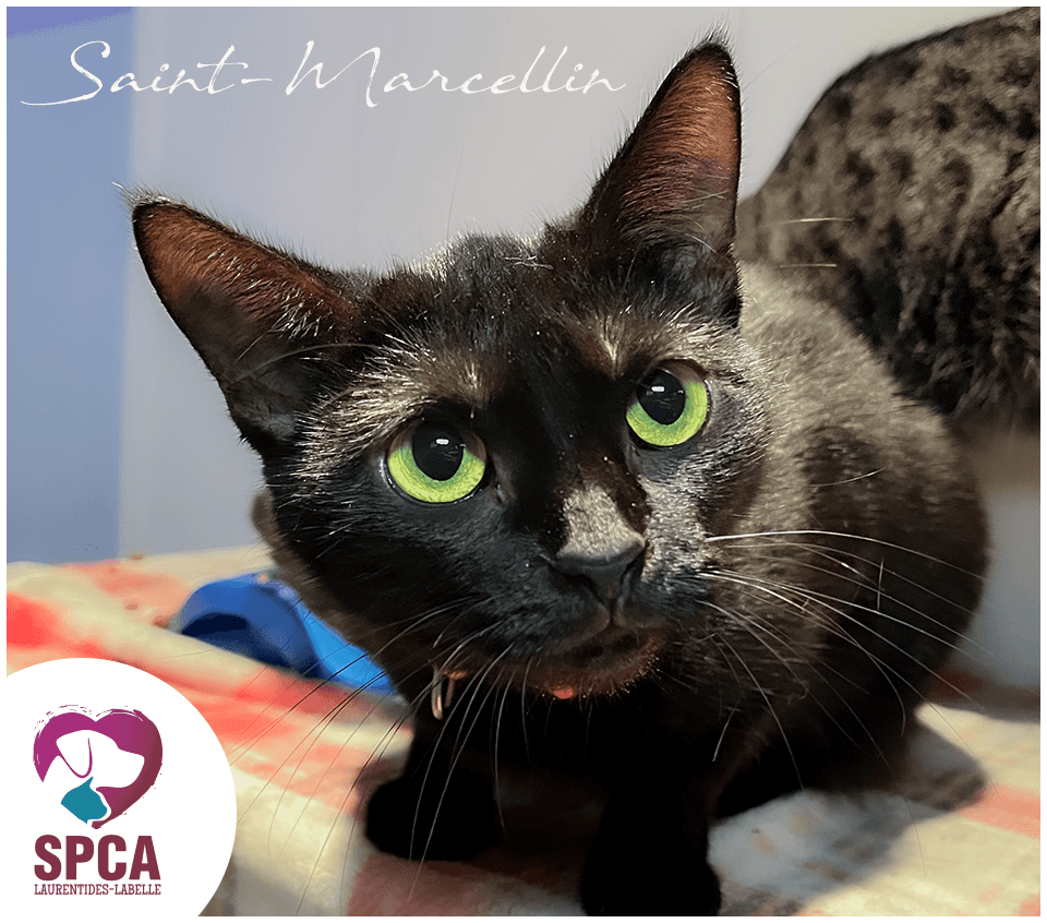 Saint-Marcellin - Domestic Shorthair cat available for adoption at SPCA Laurentides-Labelle in Montreal