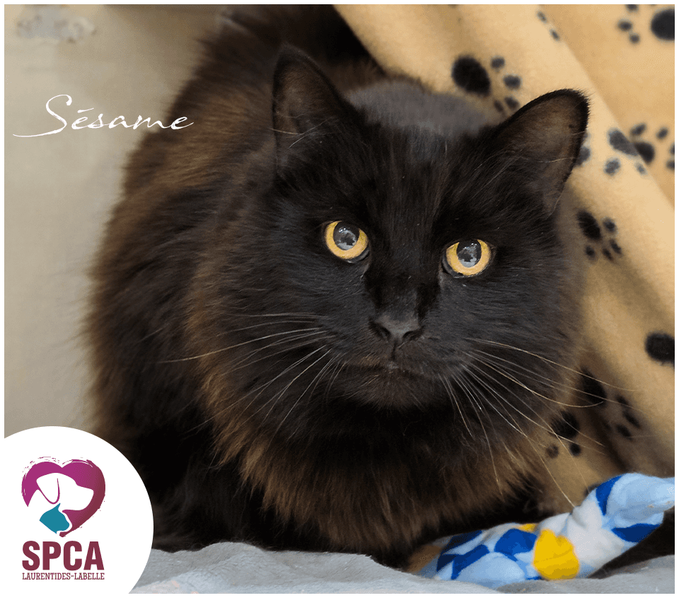 Sesame - Domestic Shorthair available for adoption