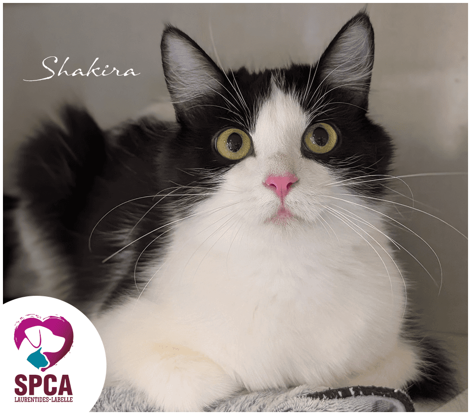 Shakira - Domestic Shorthair available for adoption