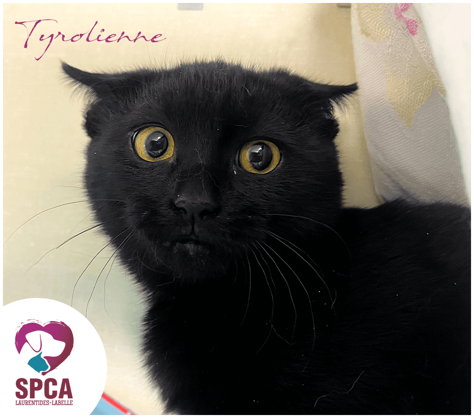 Tyrolienne - Domestic Shorthair cat available for adoption at SPCA Laurentides-Labelle in Montreal